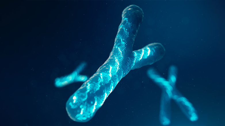 Впервые полностью расшифрована Y-хромосома человека