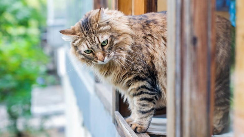 Ветеринар рассказала, как защитить кошку от падения из окна