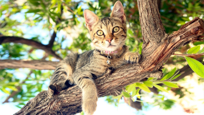 Ветеринар объяснил, почему кошки любят лазить по деревьям
