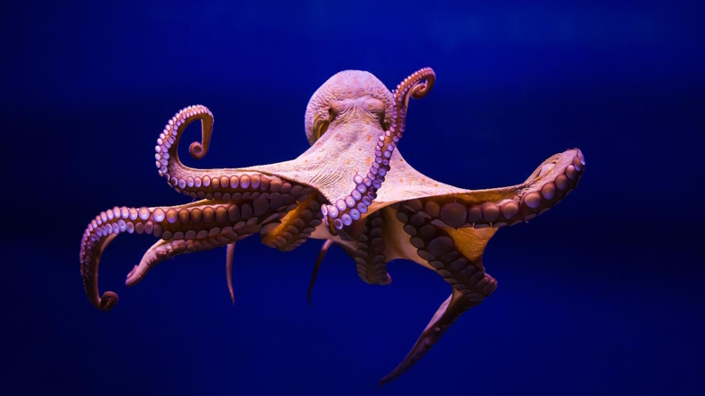 Ученые разгадали тайну глубоководного "сада осьминогов"