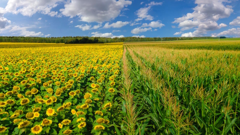 В России предлагают запретить импорт семян кукурузы и подсолнечника