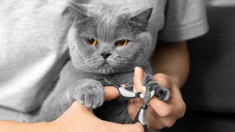Эксперт объяснила, как правильно стричь когти кошке