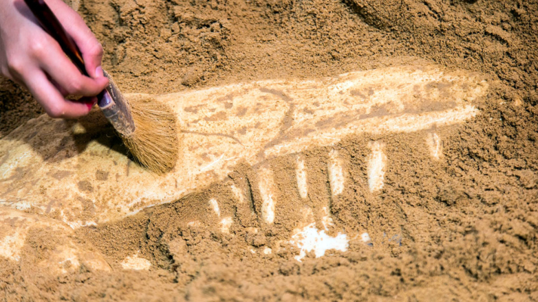 Окаменелые останки хищного динозавра-теропода впервые нашли на территории России