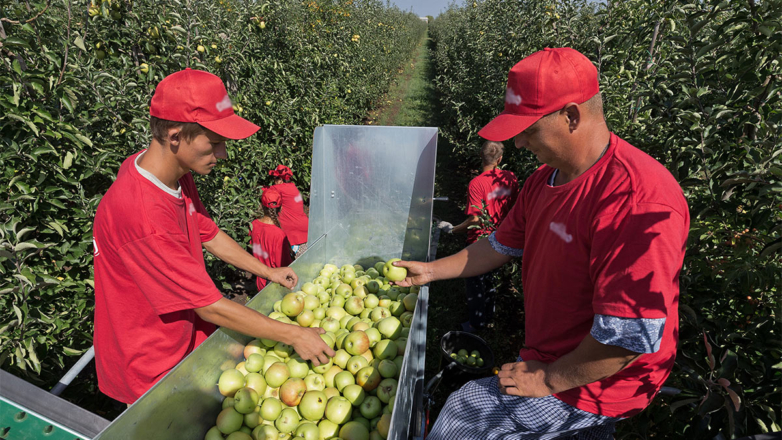 В Крыму начали сбор урожая яблок