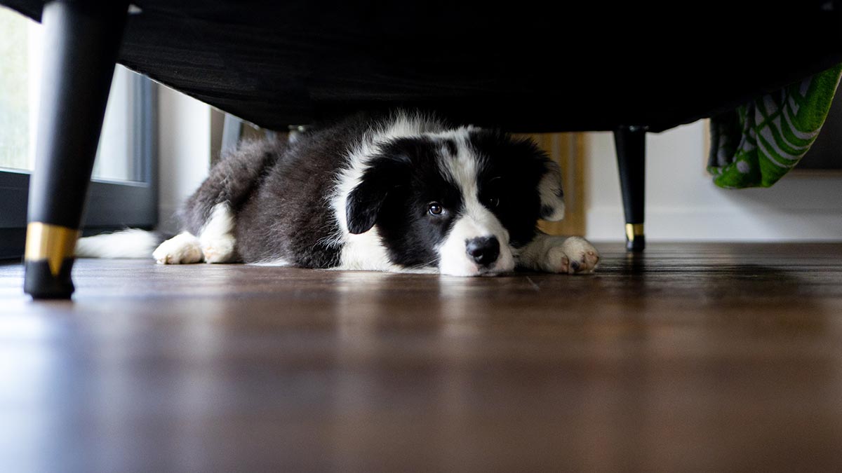 Кинолог дала советы, как помочь собаке из приюта адаптироваться в новом доме