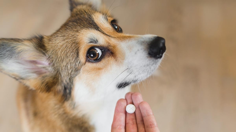 Ветеринар объяснил, как дать собаке таблетку и заставить ее проглотить