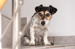 Кинолог рассказал, как научить собаку подниматься по лестнице