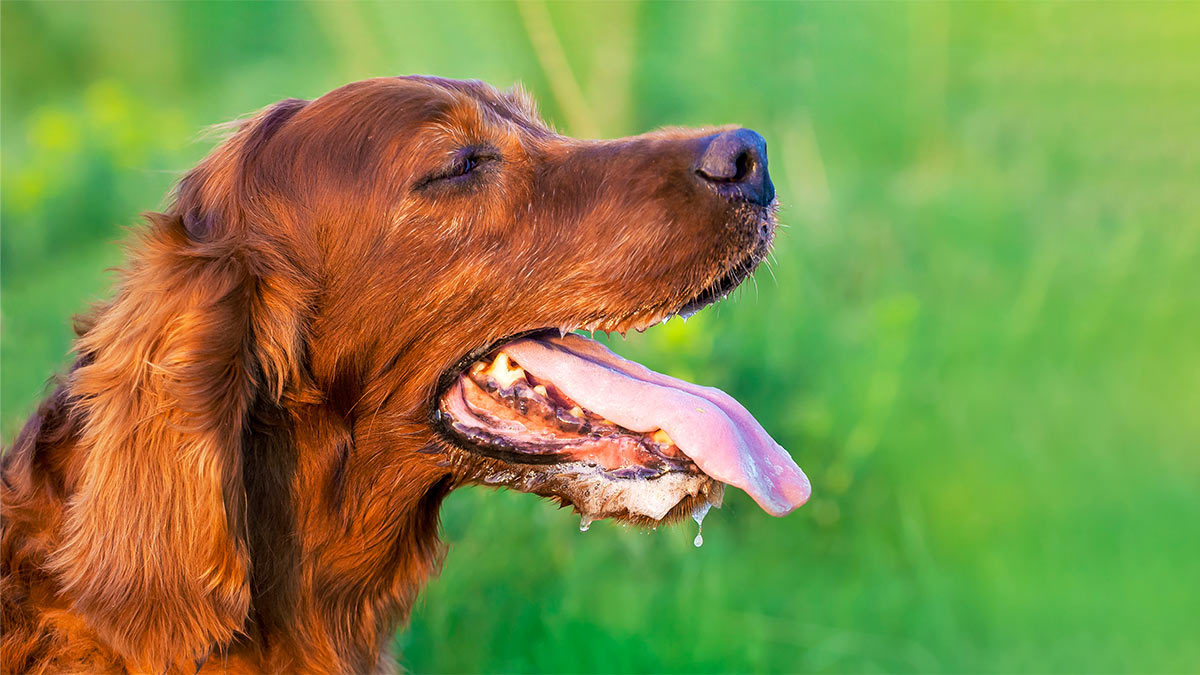 Ветеринар объяснил, из-за чего собака может часто и тяжело дышать
