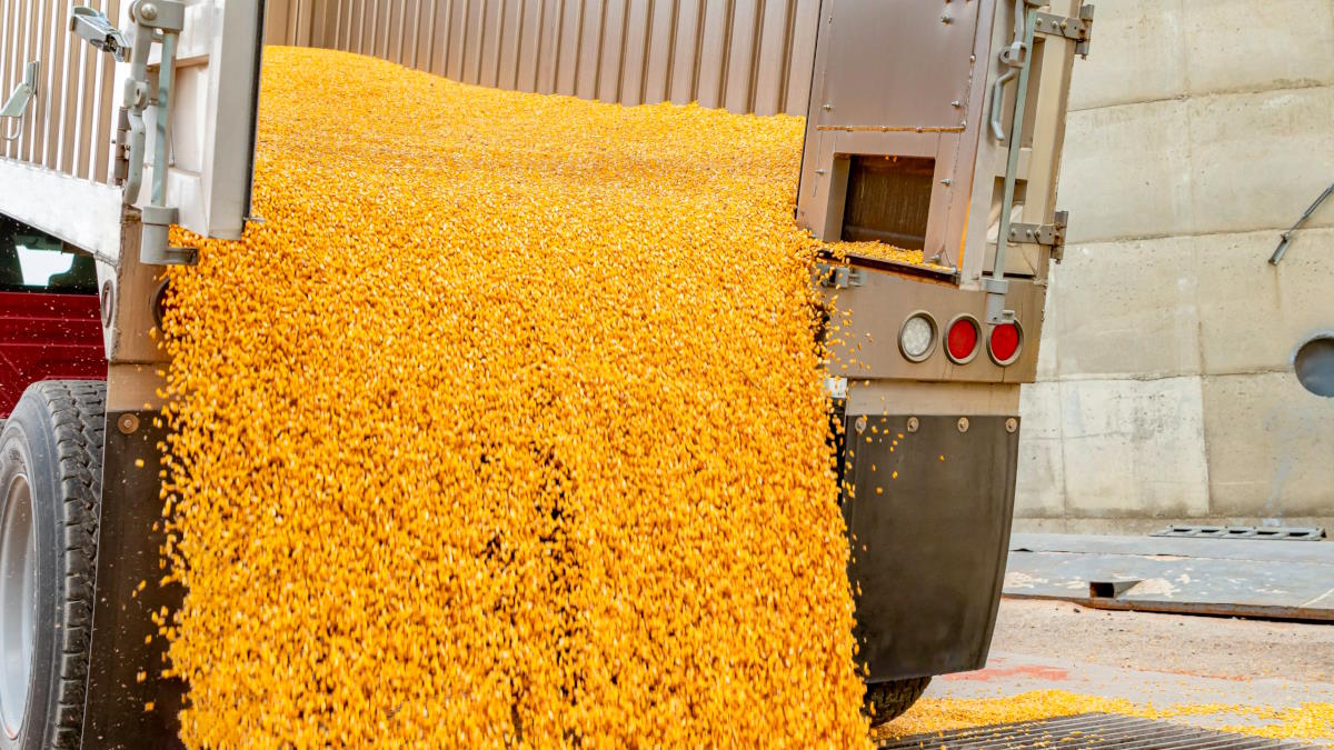 Белоруссия планирует закупить в России не более 500 тысяч тонн зерна