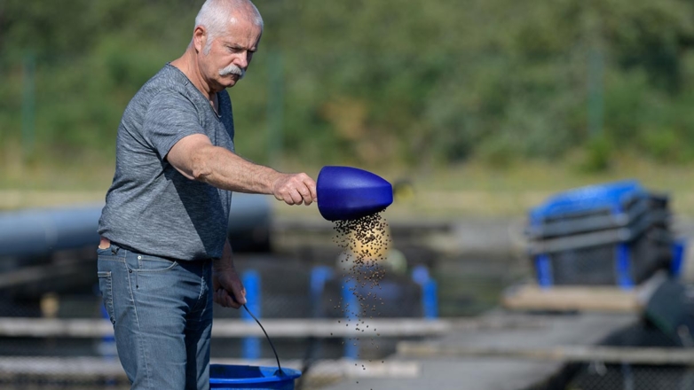 Волгоградские ученые разработали на основе тростника недорогие корма для рыбы