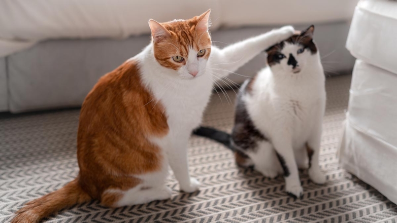 Владельцам нескольких кошек рассказали, как сохранить гармонию между питомцами