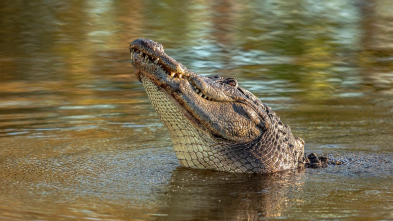 75 крокодилов сбежали с фермы в Китае