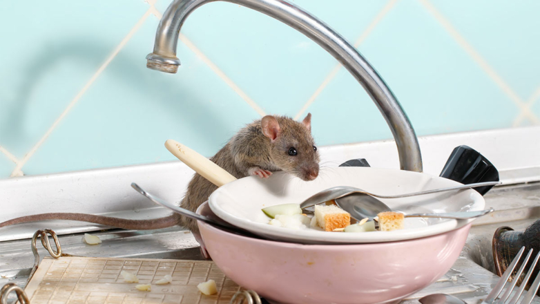 Эксперт назвал простые способы без химии защитить дачный дом от мышей