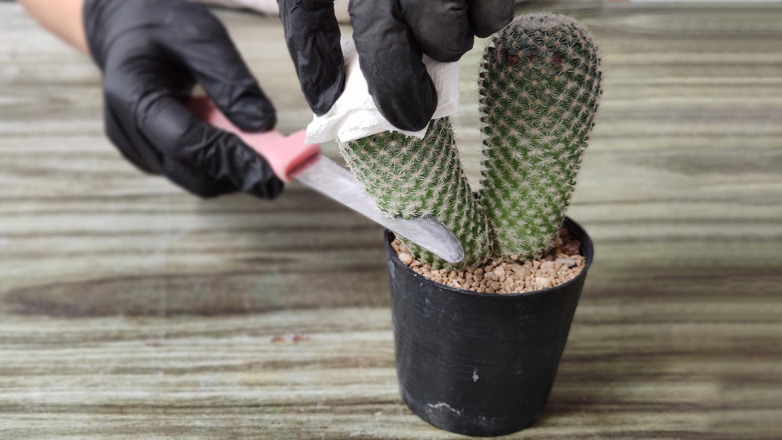 Эксперты дали советы, как размножить кактус черенками в домашних условиях