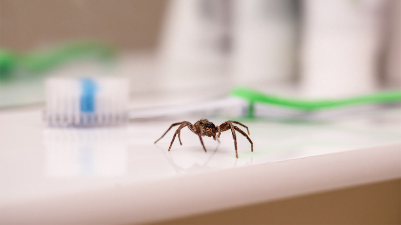 Эксперт объяснила, как избавиться от пауков в доме