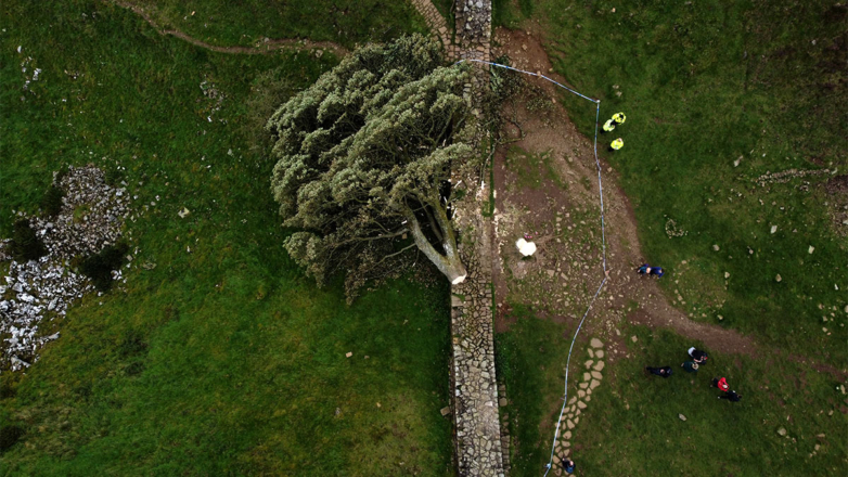 Вандал спилил одно из самых известных деревьев Великобритании