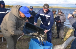 В Свердловской области прошла экологическая акция по зарыблению водоемов