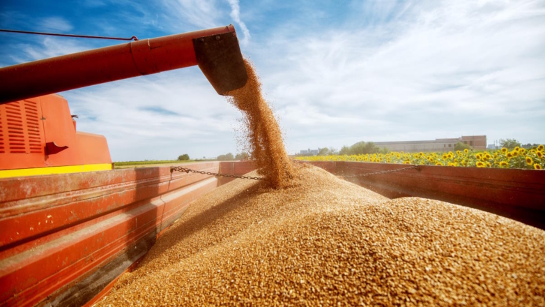 Россия увеличила поставки пшеницы в Египет