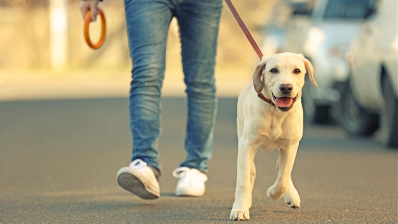 Дрессировщик объяснила, почему собаки тянут поводок на прогулке
