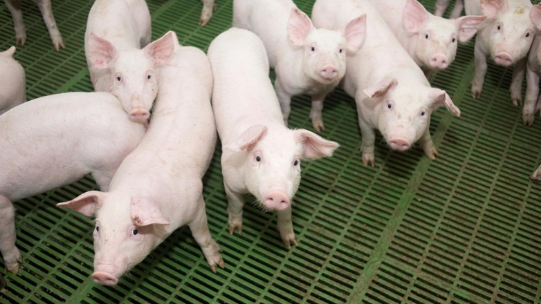 Китай отменил запрет на ввоз российской свинины, введенный 15 лет назад