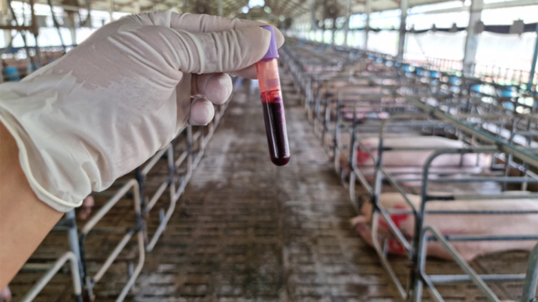 В Краснодарском крае зафиксировали вспышки африканской чумы свиней