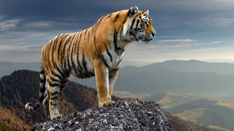 Ученые впервые изучили историю эволюции тигров