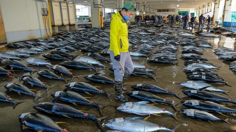 Япония и Россия сократили обоюдные квоты на вылов рыбы до 44 тысяч тонн