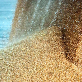 Россия готова увеличить экспорт пшеницы в Малайзию