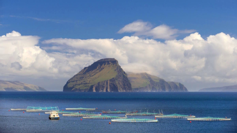 В России могут ввести запрет на ввоз рыбы с Фарерских островов