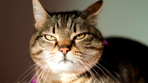 Ученые выяснили, что кошки могут использовать сотни выражений морды для  общения