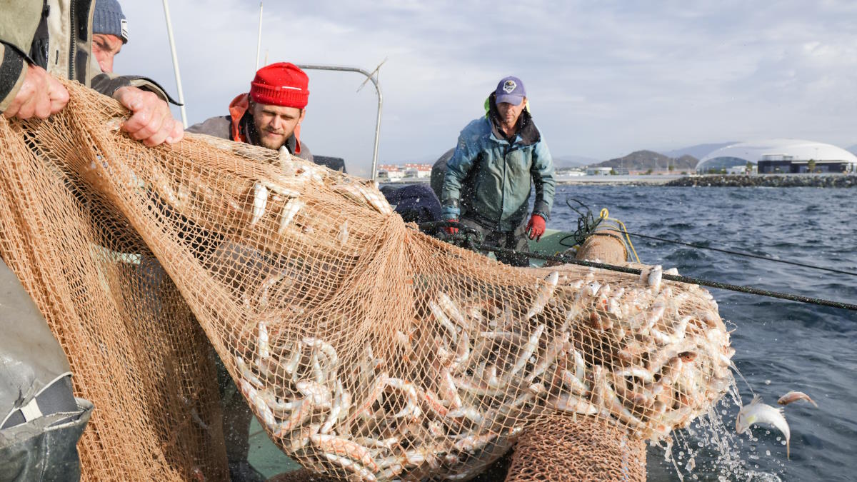 Российские рыбаки к 1 ноября добыли 4,6 миллиона тонн рыбы