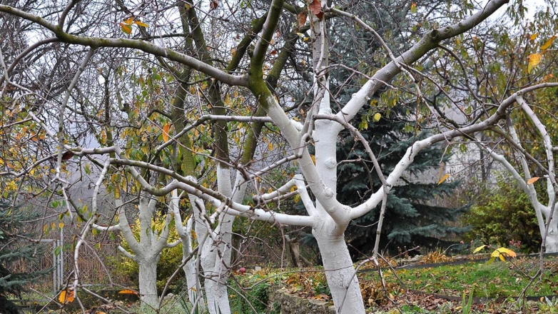 Эксперты рассказали, как, чем и когда белить деревья осенью