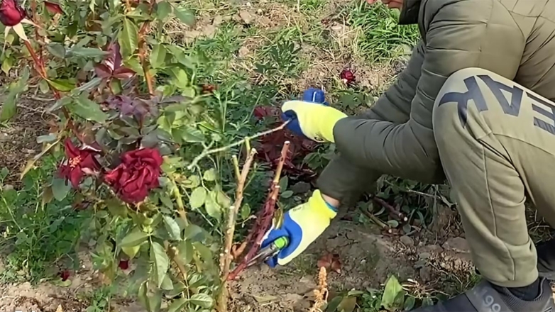 Агроном рассказала, как обрезать и укрыть розы при подготовке к зиме