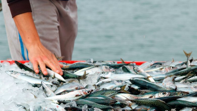 В МИД Японии пожаловались на "несправедливое" ограничение импорта рыбы в Россию