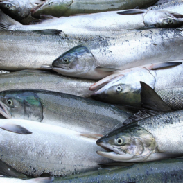 Страны ЕС увеличили закупки рыбы из России до максимума с начала года
