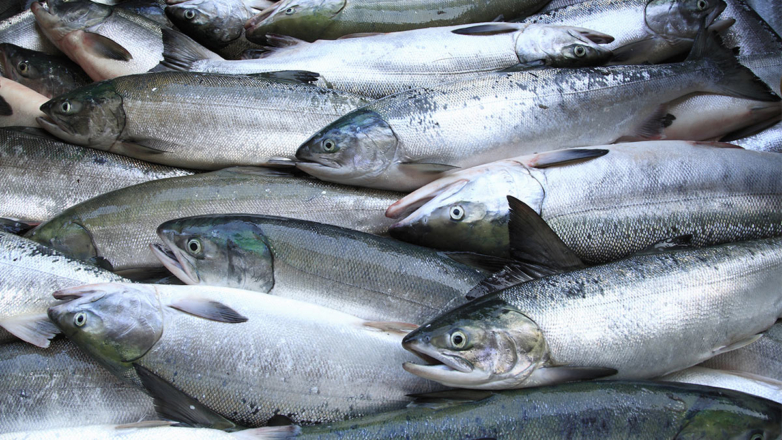 США обязали импортеров подтверждать, что ввозимые морепродукты не из РФ