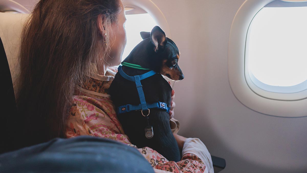 Перевозка животных в самолете: правила, требования, полезные советы
