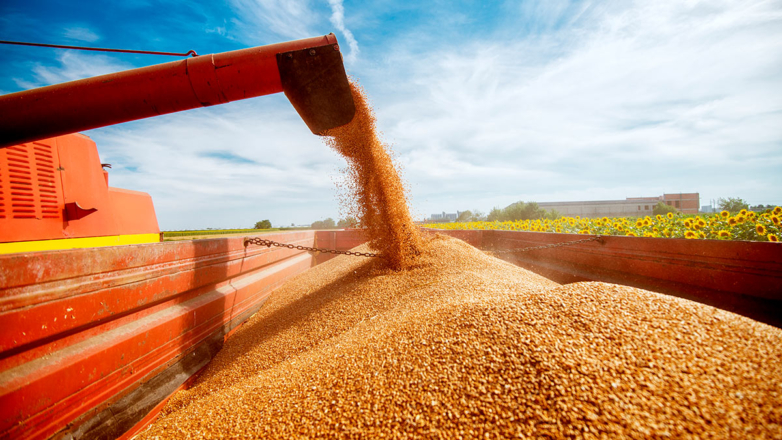 Россия стала одним из крупнейших поставщиков зерна в ЕС