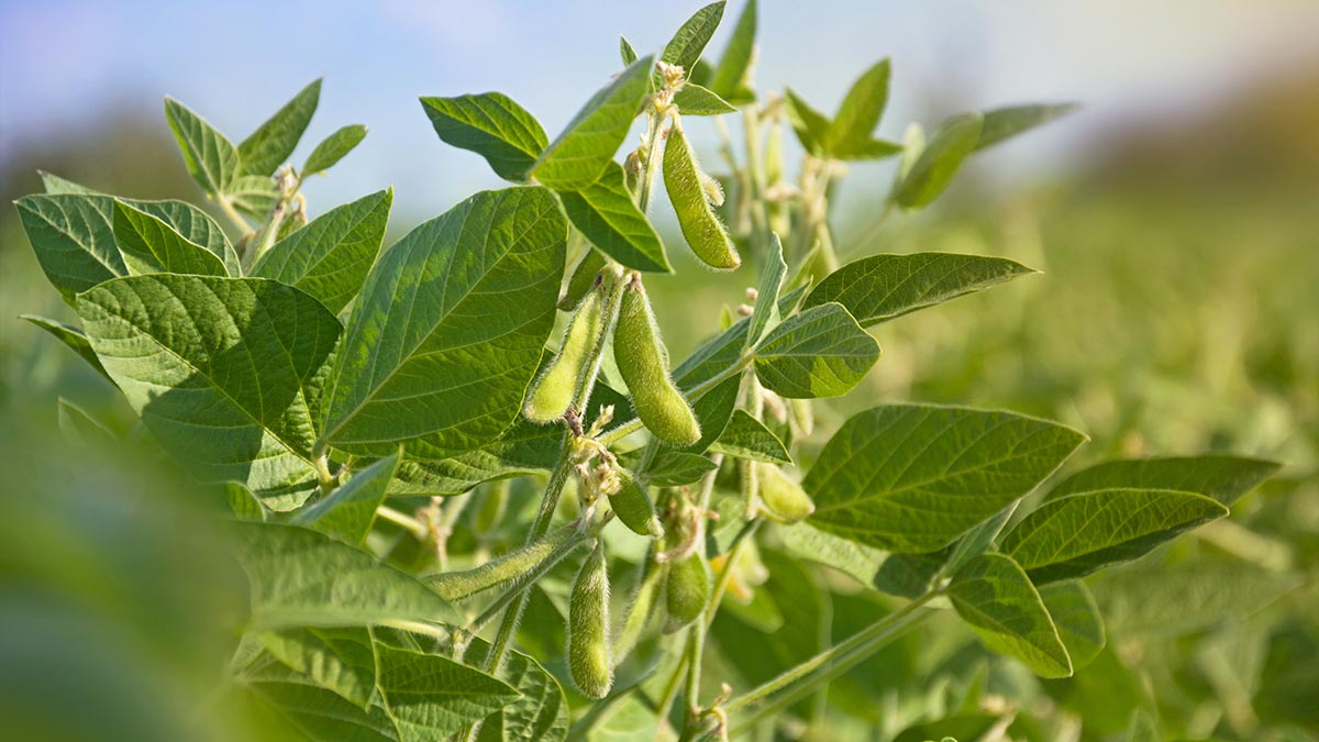 Омские аграрии вывели скороспелый сорт сои с повышенной урожайностью