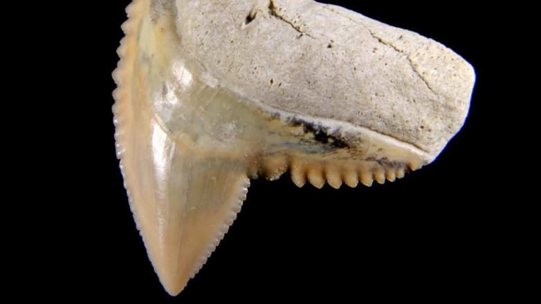В Индонезии нашли клинки из гигантских зубов акулы, которым 7000 лет
