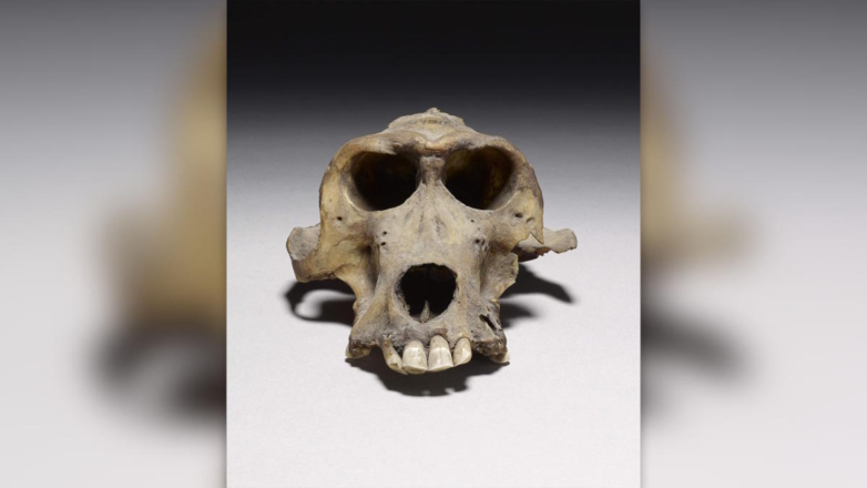 Исследование ДНК египетских мумий бабуинов помогло найти затерянное царство Пунт