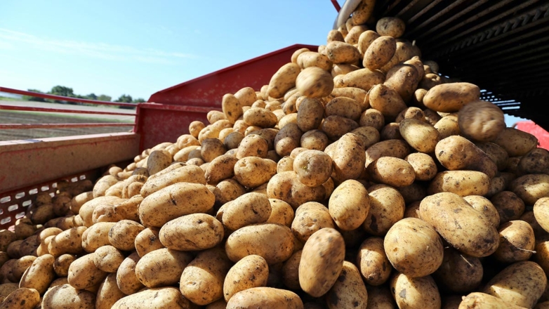 Кабмин расширит поддержку производителей картофеля и других овощей