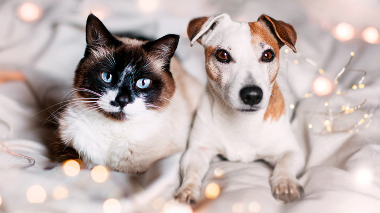 Какой сегодня праздник: 30 ноября – Всемирный день домашних животных