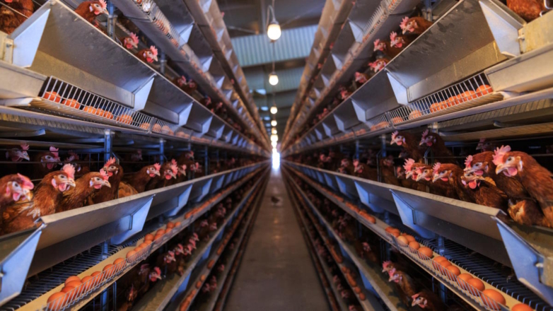 ФАС начала антикартельные проверки 12 производителей мяса кур и яиц