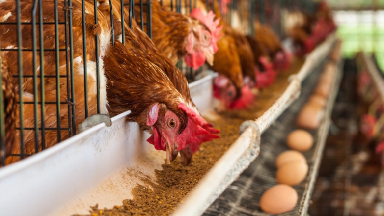 Минсельхоз предложил временно запретить экспорт яиц и мяса птицы из России