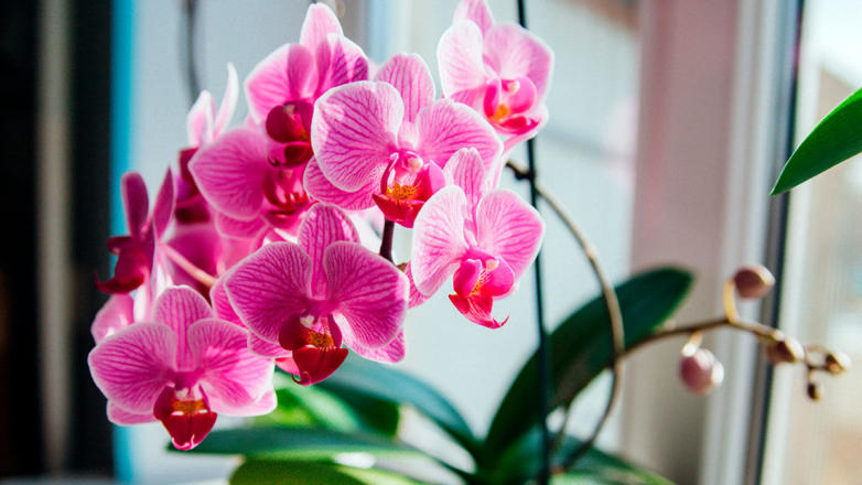 Эксперт поделился лайфхаком, как заставить орхидеи цвести