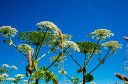 О штрафе в 700 тысяч рублей за борщевик предупредили россиян