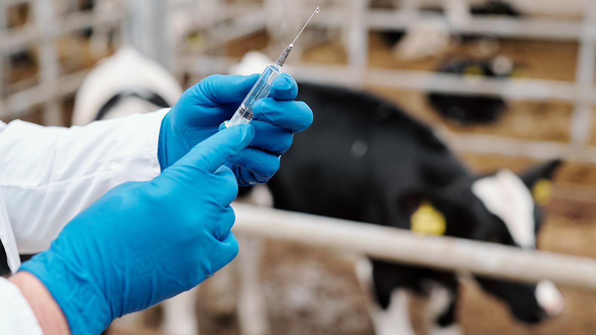 В России разработали 11 новых вакцин для животных
