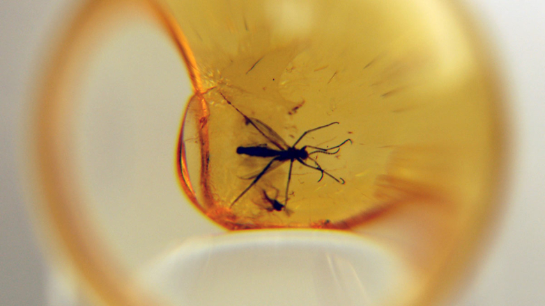 Ученые предположили, что самцы древних комаров были кровопийцами