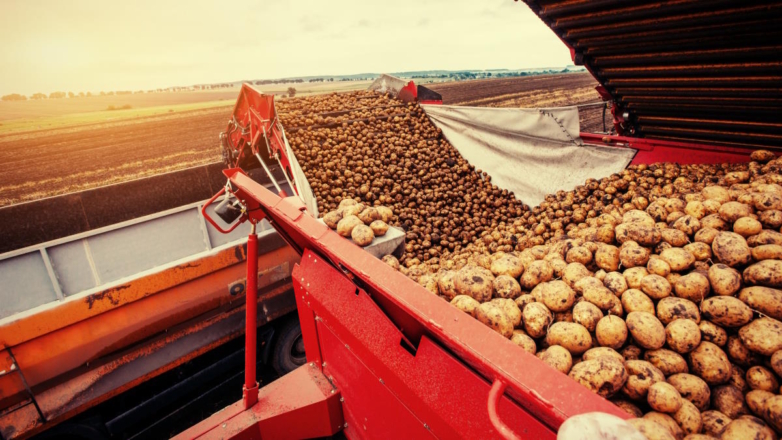 Минсельхоз ожидает в 2023 году рекордный сбор картофеля за последние 30 лет